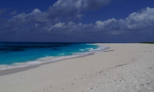 Zdjęcie SESZELE / - / Bird Island / Seychelles 2013