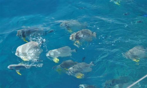 Zdjęcie SESZELE / Ocean Indyjski / Seszele / seszele