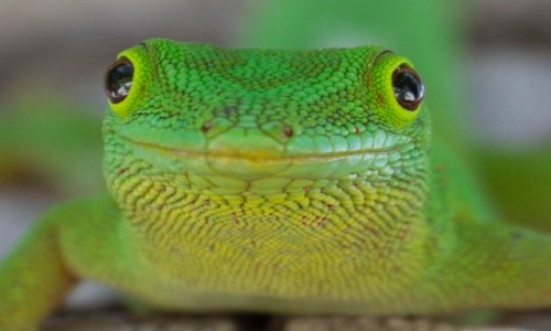 Zdjecie SESZELE / Praslin / Praslin / Umiech Mona Lizy