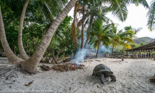 Zdjęcie SESZELE / Afryka / Wyspa Curieuse / Żółwie olbrzymie