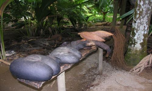 Zdjęcie SESZELE / Seszele / NP Praslin / Orzechy lodoicji