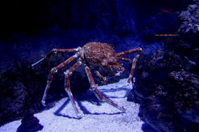 Zdjęcia: Underwater World, Sentosa Island, Gigantyczny Krab, SINGAPUR Zdjęcia: Underwater World, Sentosa Island, Gigantyczny Krab, SINGAPUR