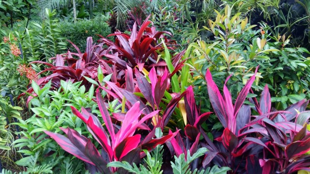 Zdj cia: Ogrd Botaniczny, Singapur, Kolory traw, SINGAPUR