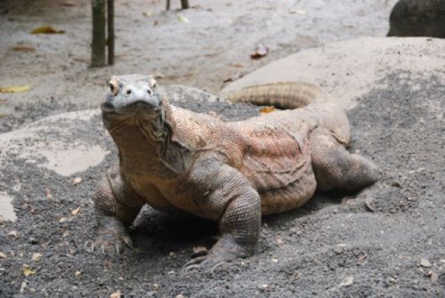 Zdjęcia: Singapur, osobliwość singapurskiego zoo, SINGAPUR Zdjęcia: Singapur, osobliwość singapurskiego zoo, SINGAPUR