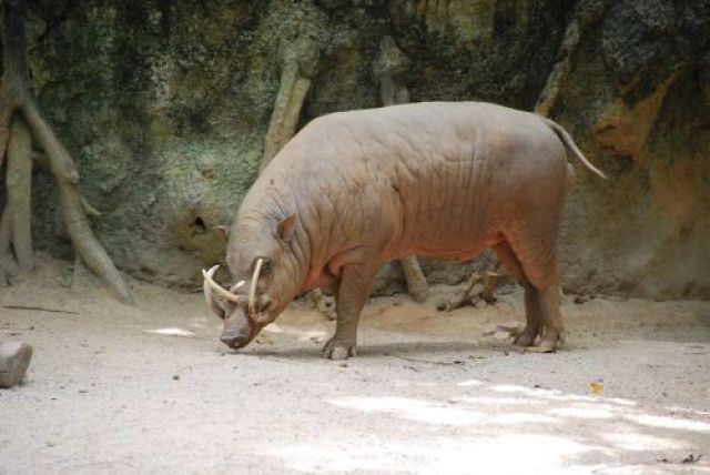 Zdjęcia: Singapur, osobliwości singapurskiego zoo, SINGAPUR Zdjęcia: Singapur, osobliwości singapurskiego zoo, SINGAPUR
