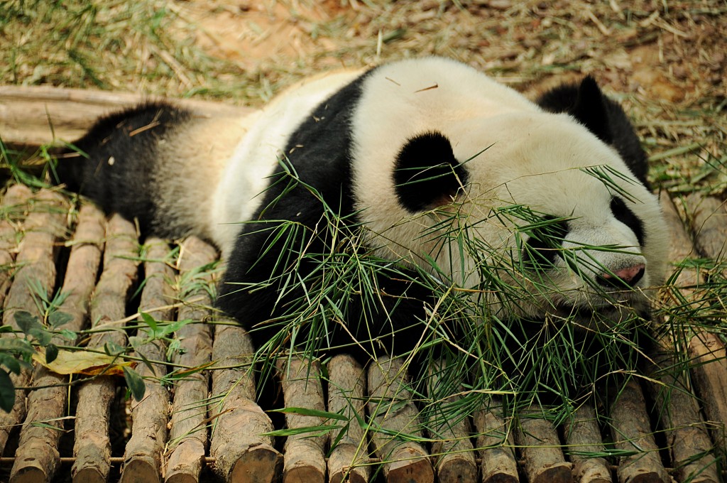 Zdjęcia: Singapore ZOO, Panda, SINGAPUR Zdjęcia: Singapore ZOO, Panda, SINGAPUR