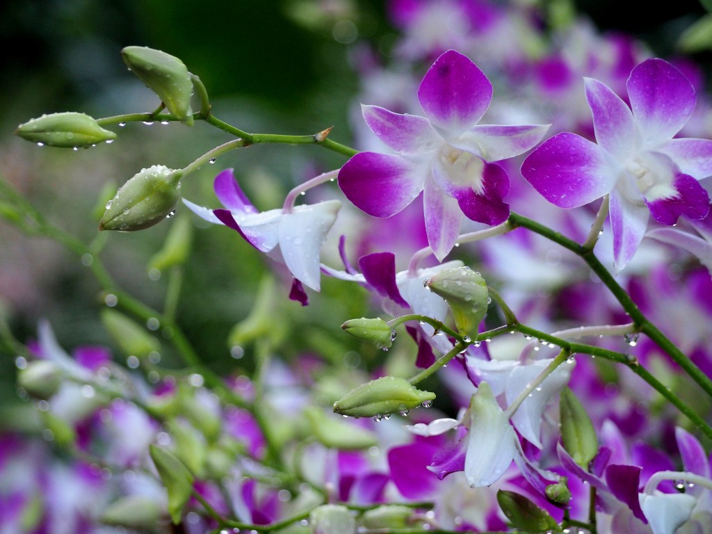 Zdjęcia: Ogród botaniczny, płd -wsch Azja, Ochrid Garden, SINGAPUR Zdjęcia: Ogród botaniczny, płd -wsch Azja, Ochrid Garden, SINGAPUR