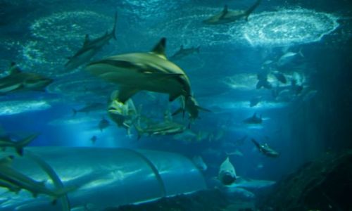 Zdjecie SINGAPUR / Sentosa Island / Underwater World / rekiny