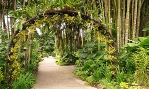 SINGAPUR / - / ogrd botaniczny / Singapur 15