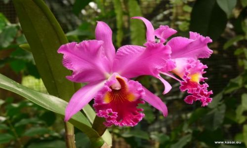 SINGAPUR / - / Ogrd Botaniczny / Singapur 20