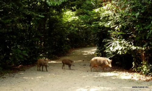 SINGAPUR / - / Wyspa Ubin / Wyspa Ubin 8
