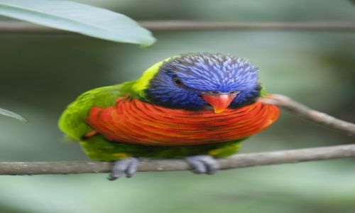 Zdjecie SINGAPUR / Jurong / Jurong Bird Park / :)