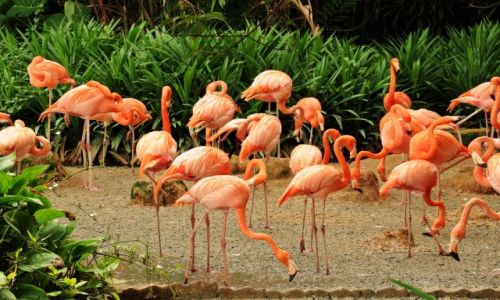 Zdjecie SINGAPUR / - / Singapore ZOO / Flamingi karmazynowe