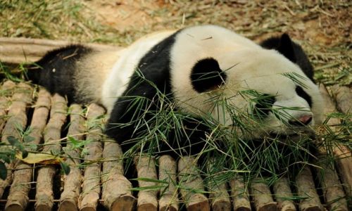 Zdjcie SINGAPUR / - / Singapore ZOO / Panda
