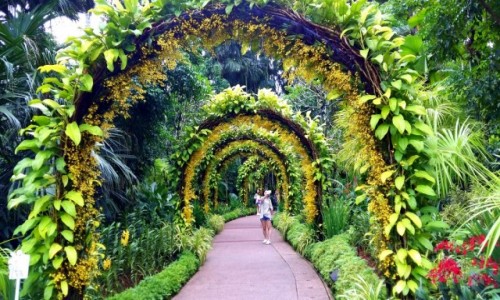 SINGAPUR / Singapur / Ogrd Botaniczny / Kwietne uki