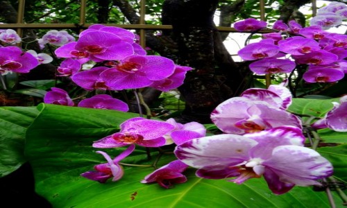 SINGAPUR / Singapur / Ogrd Botaniczny / Storczykw czar