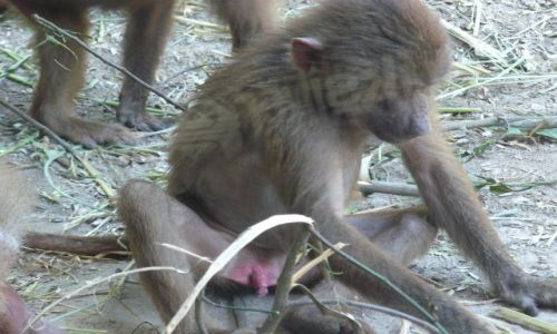 Zdjęcie SINGAPUR / brak / singapur zoo / malpka mala