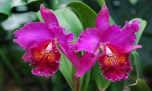Zdjecie SINGAPUR / - / Singapur / Storczyki z National Orchid Garden