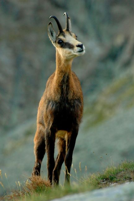 Zdjęcia: Dolina Staroleśna, Tatry Wysokie, Kozice o poranku, SłOWACJA Zdjęcia: Dolina Staroleśna, Tatry Wysokie, Kozice o poranku, SłOWACJA