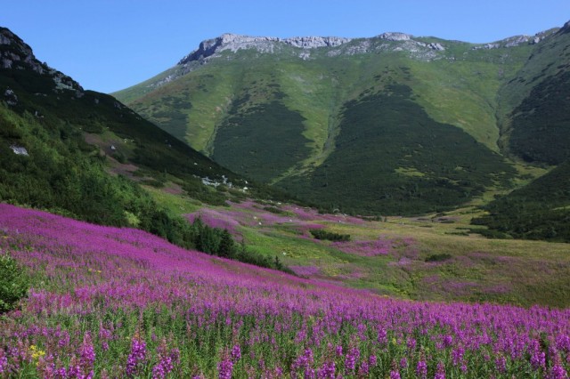 Zdj cia: Rakuska Polana, Tatry Bielskie, Tatrzaskie ogrody, SOWACJA