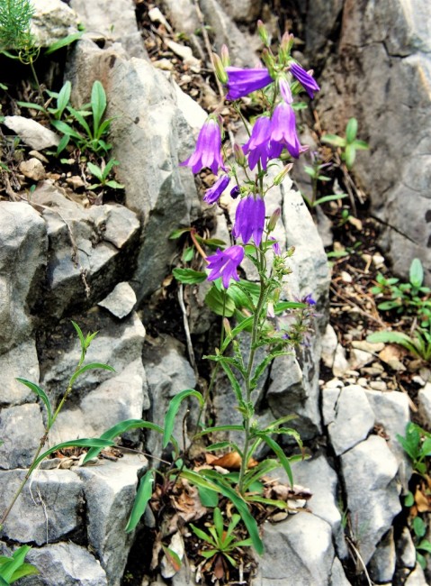 Zdj cia: Słowacki Raj - Przełom Hornadu, Spisz, Dzwoneczki, SłOWACJA Zdj cia: Słowacki Raj - Przełom Hornadu, Spisz, Dzwoneczki, SłOWACJA