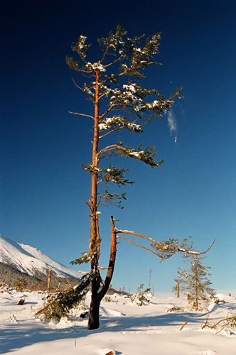 Zdjęcia: Stary Smokowiec - Tatrzanska Polanka, Tatry Słowackie, .. kalamita I, SłOWACJA Zdjęcia: Stary Smokowiec - Tatrzanska Polanka, Tatry Słowackie, .. kalamita I, SłOWACJA
