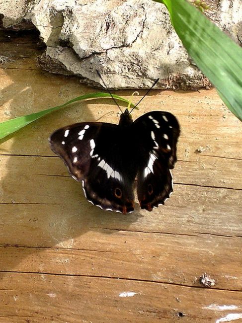 Zdjęcia: Mnichovsky Potok, Motyl3, SłOWACJA Zdjęcia: Mnichovsky Potok, Motyl3, SłOWACJA
