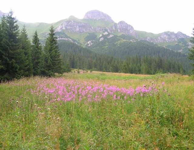 Zdjęcia: Tatry Bielskie, Tatry, Z Javorovej Doliny, SłOWACJA Zdjęcia: Tatry Bielskie, Tatry, Z Javorovej Doliny, SłOWACJA