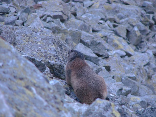 Zdjęcia: Mała Wysoka, Tatry, Świstak, SłOWACJA Zdjęcia: Mała Wysoka, Tatry, Świstak, SłOWACJA