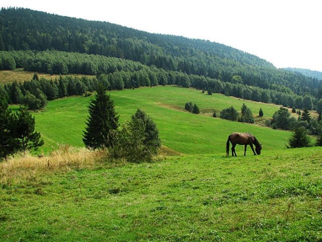 Zdjęcia: Terchova, Mała Fatra, koń..., SłOWACJA Zdjęcia: Terchova, Mała Fatra, koń..., SłOWACJA