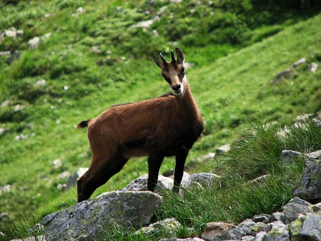 Zdjęcia: Tatry Niżne, koziołek ...., SłOWACJA Zdjęcia: Tatry Niżne, koziołek ...., SłOWACJA