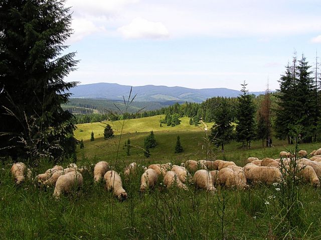 Zdjęcia: Tatry Niżne, redyk ...., SłOWACJA Zdjęcia: Tatry Niżne, redyk ...., SłOWACJA