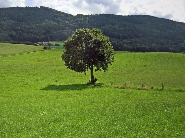 Zdjęcia: Tatry Niżne, drzewo ....., SłOWACJA Zdjęcia: Tatry Niżne, drzewo ....., SłOWACJA