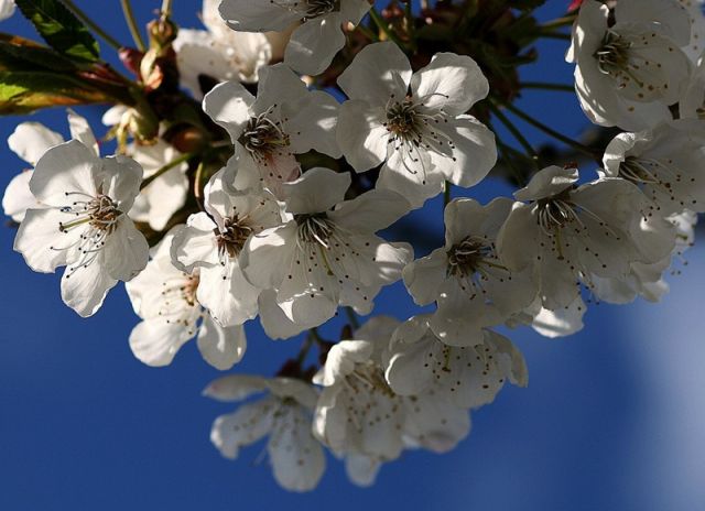 Zdjęcia: ok. Terchowej, Mała Fatra, KONKURS - idzie wiosna....jabłoń, SłOWACJA Zdjęcia: ok. Terchowej, Mała Fatra, KONKURS - idzie wiosna....jabłoń, SłOWACJA