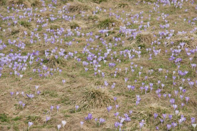 Zdjęcia: Studena Dolina, Tatry, Krokusowo, SłOWACJA Zdjęcia: Studena Dolina, Tatry, Krokusowo, SłOWACJA