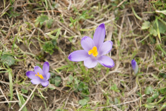 Zdjęcia: Studena Dolina, Tatry, Krokus II, SłOWACJA Zdjęcia: Studena Dolina, Tatry, Krokus II, SłOWACJA