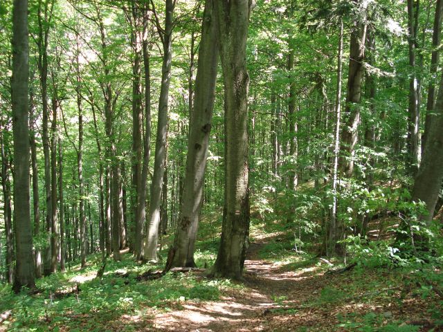Zdjęcia: Park Narodowy Połoniny, Snin / Połoniny, Lasy bukowe, SłOWACJA Zdjęcia: Park Narodowy Połoniny, Snin / Połoniny, Lasy bukowe, SłOWACJA