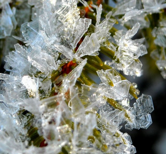 Zdjęcia: w lesie na spacerze, Tatry, KONKURS CUDA NATURY - świąteczne ozdoby, SłOWACJA Zdjęcia: w lesie na spacerze, Tatry, KONKURS CUDA NATURY - świąteczne ozdoby, SłOWACJA