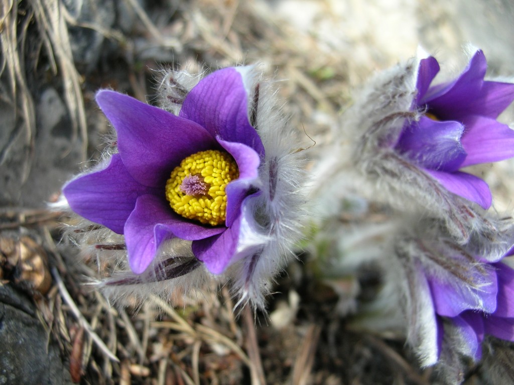 Zdjęcia: Mała Fatra, Sasanki 2, SłOWACJA Zdjęcia: Mała Fatra, Sasanki 2, SłOWACJA