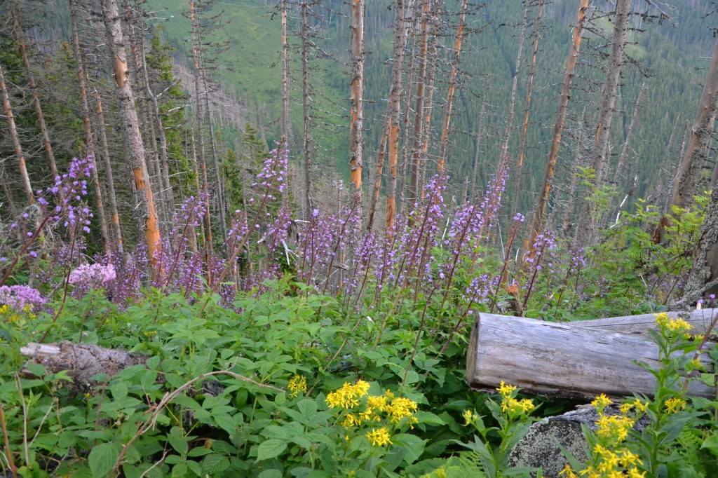 Zdjęcia: Dolina Siedmiu ¬ródeł, Tatry Wysokie, Dolina Siedmiu ¬ródeł, SłOWACJA Zdjęcia: Dolina Siedmiu ¬ródeł, Tatry Wysokie, Dolina Siedmiu ¬ródeł, SłOWACJA