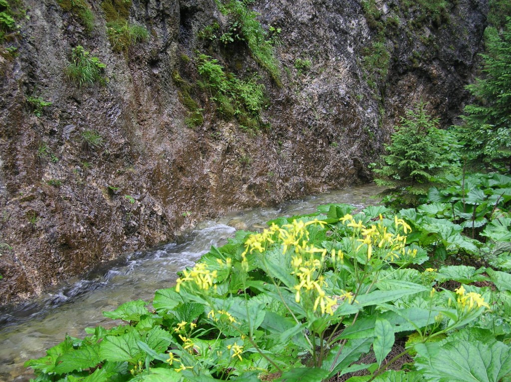 Zdjęcia: Dolina Juraniowa, Tatry Zachodnie, Juraniova, SłOWACJA Zdjęcia: Dolina Juraniowa, Tatry Zachodnie, Juraniova, SłOWACJA