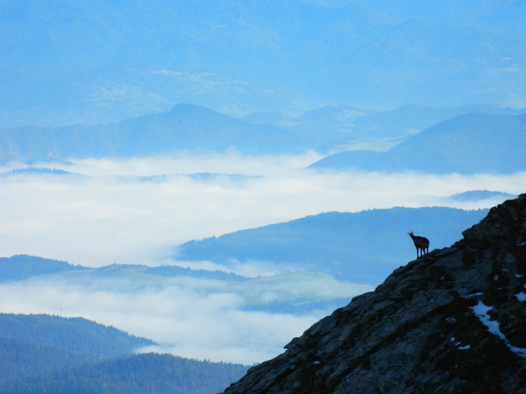 Zdjęcia: gdzieś na szlaku, Tatry, Kozice w Tatrach Bielskich, SłOWACJA Zdjęcia: gdzieś na szlaku, Tatry, Kozice w Tatrach Bielskich, SłOWACJA