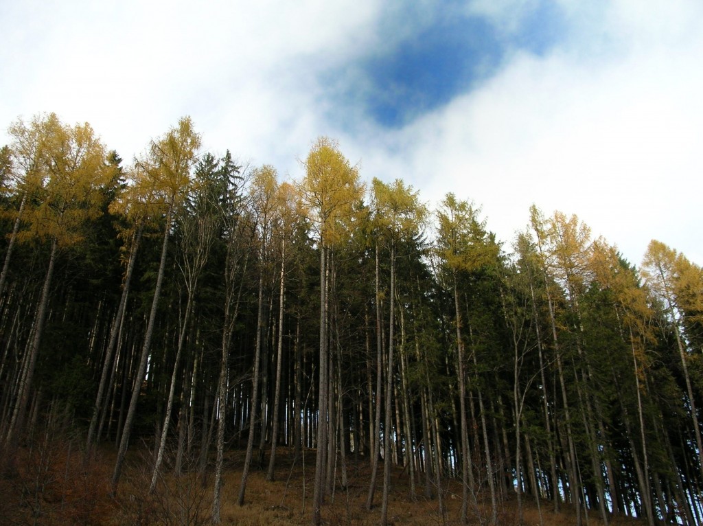Zdjęcia: Pod Kraviańskim, Mała Fatra, Modrzewie, SłOWACJA Zdjęcia: Pod Kraviańskim, Mała Fatra, Modrzewie, SłOWACJA