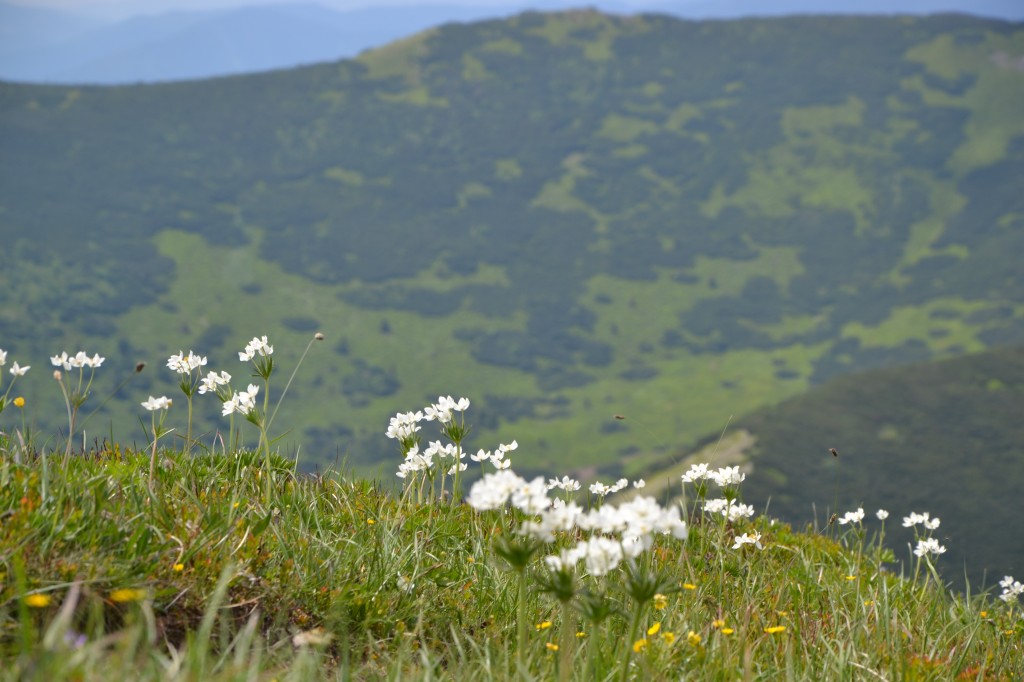 Zdjęcia: Piekielnik, Mała Fatra, Małofatrzańska wiosna, SłOWACJA Zdjęcia: Piekielnik, Mała Fatra, Małofatrzańska wiosna, SłOWACJA