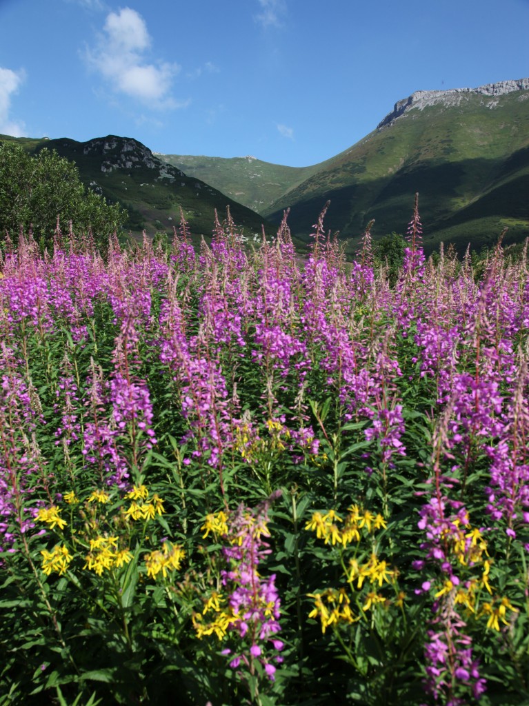 Zdjęcia: Rakuska Polana, Tatry Bielskie, Tatrzańskie ogrody, SłOWACJA Zdjęcia: Rakuska Polana, Tatry Bielskie, Tatrzańskie ogrody, SłOWACJA