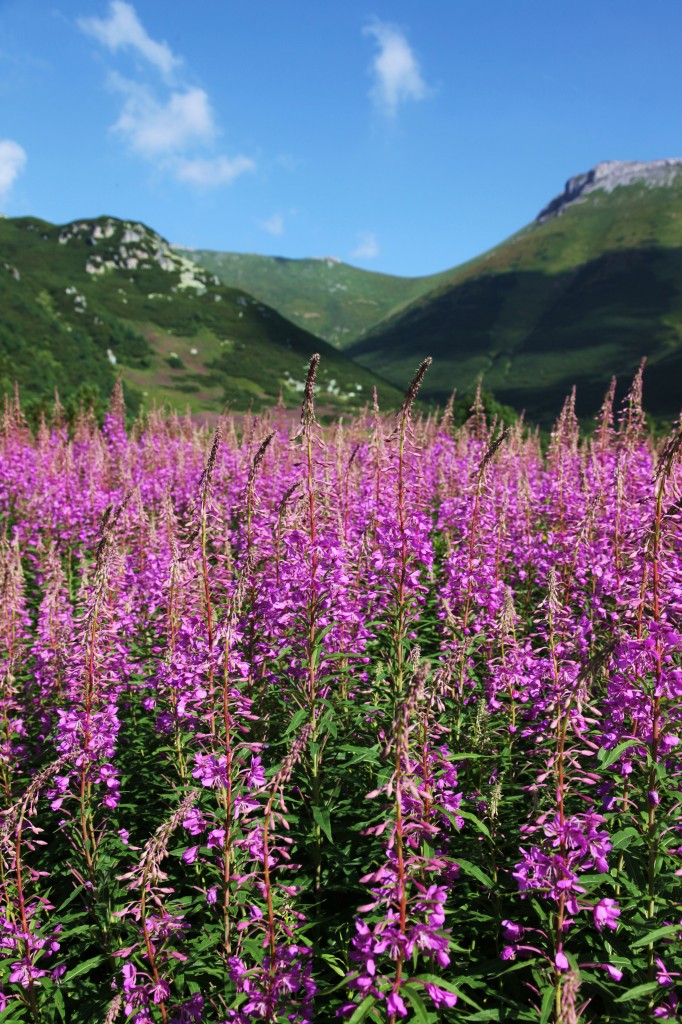 Zdjęcia: Rakuska Polana, Tatry, Wierzbówka kiprzyca, SłOWACJA Zdjęcia: Rakuska Polana, Tatry, Wierzbówka kiprzyca, SłOWACJA