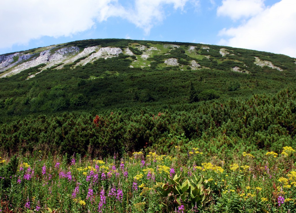 Zdjęcia: Dolina Białych Stawów , Tatry, Przyroda, SłOWACJA Zdjęcia: Dolina Białych Stawów , Tatry, Przyroda, SłOWACJA