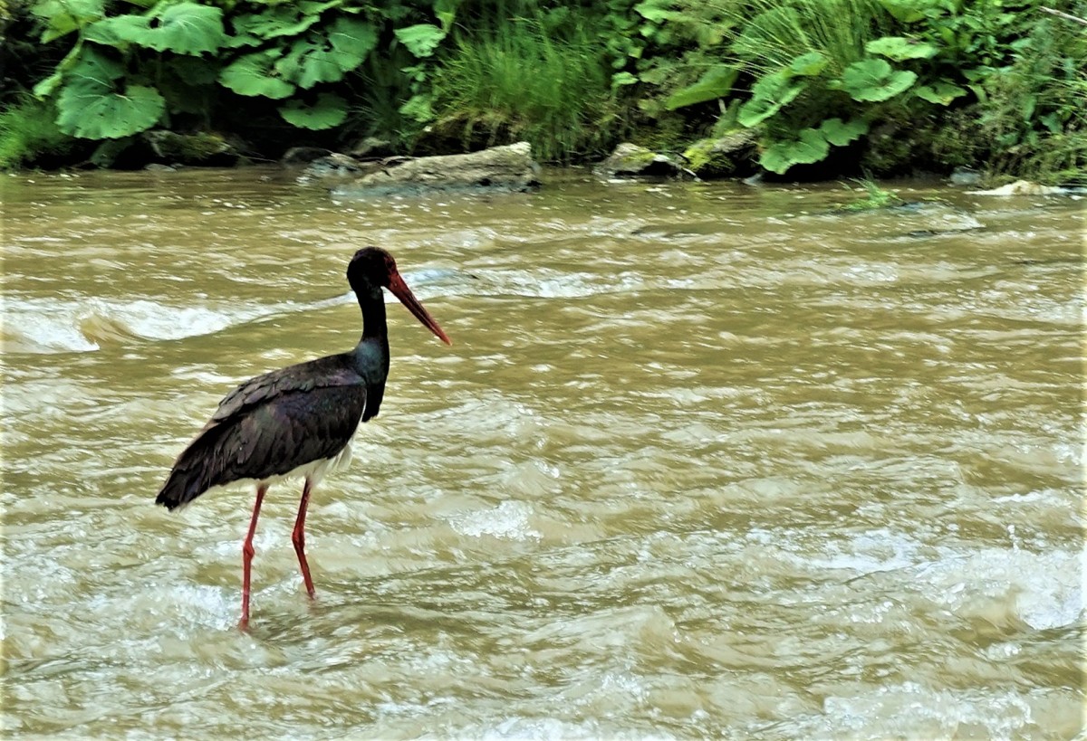 Zdjęcia: Dunajec, Pieniny, Przed śniadaniem, SłOWACJA Zdjęcia: Dunajec, Pieniny, Przed śniadaniem, SłOWACJA