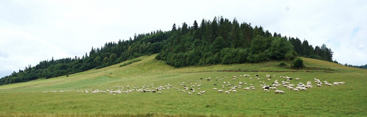 Zdjęcia: Po drodze, Pieniny, Panorama z owieczkami, SłOWACJA Zdjęcia: Po drodze, Pieniny, Panorama z owieczkami, SłOWACJA