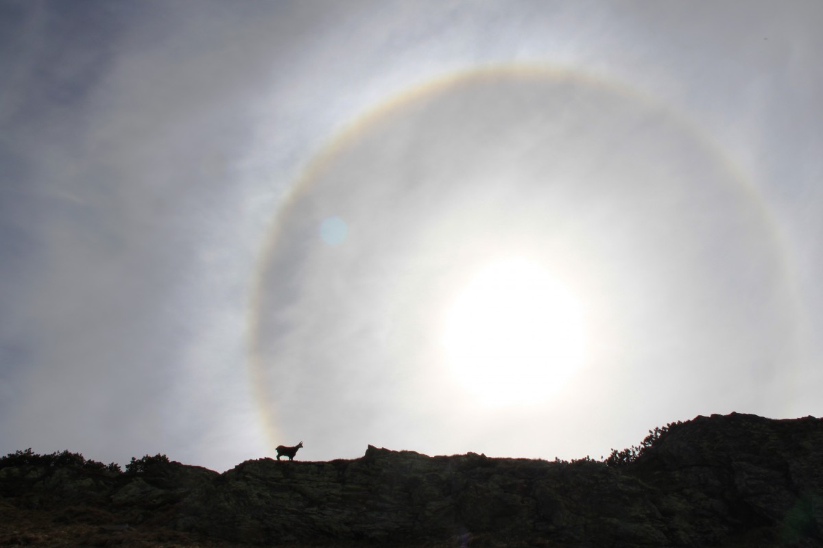 Zdjęcia: Tatry Zachodnie, Tatry, Kozica i halo, SłOWACJA Zdjęcia: Tatry Zachodnie, Tatry, Kozica i halo, SłOWACJA